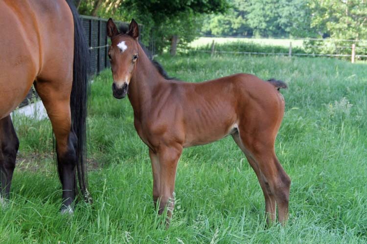 Casselstar vd Holsteinerhoeve Z